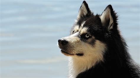 Siberian huskies are very active dogs with huge amounts of energy. 5 Best Dog Food for Huskies in 2021 - Tcrascolorado