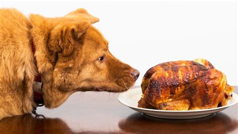 Chicken Allergy In Dogs A Vets Guide Petsradar