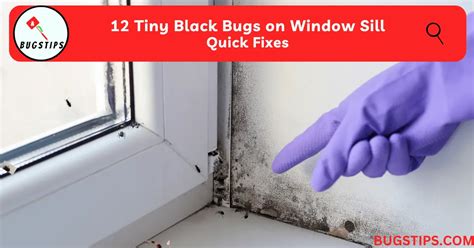 12 Tiny Black Bugs On Window Sill Quick Fixes Bugstips