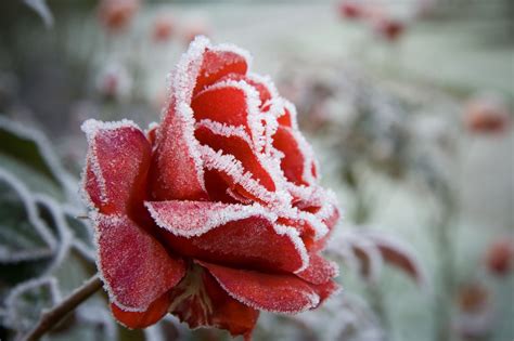 Prepare Your Roses For Winter
