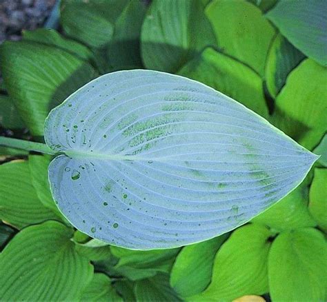 Hosta Ultramarine Les Vivaces Du Merle Bleu