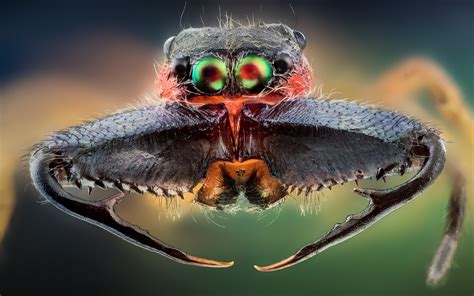 Insects Look Awesome Up Close Gallery Ebaums World