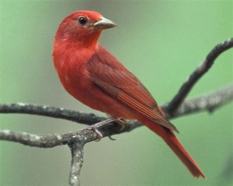 A Quick Guide To Common Birds In North America