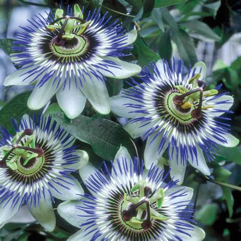 Passion Flower Gurneys Seed And Nursery Co