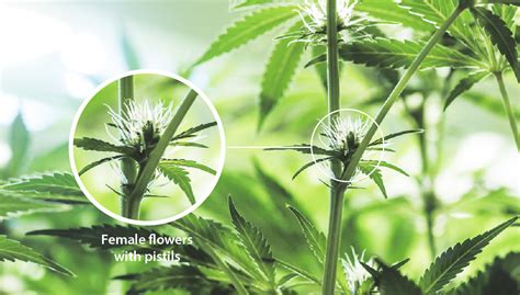 How To Tell When Cannabis Plant Is Flowering Growdiaries