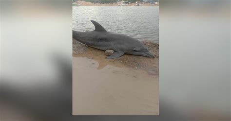 Dead Dolphin Found Off Sagay Coast Watchmen Daily Journal