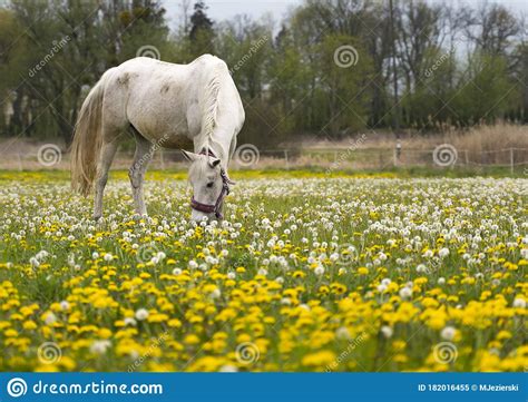 Beutiful Horse On The Polish Farm In Spring Surrounded By Dandelion