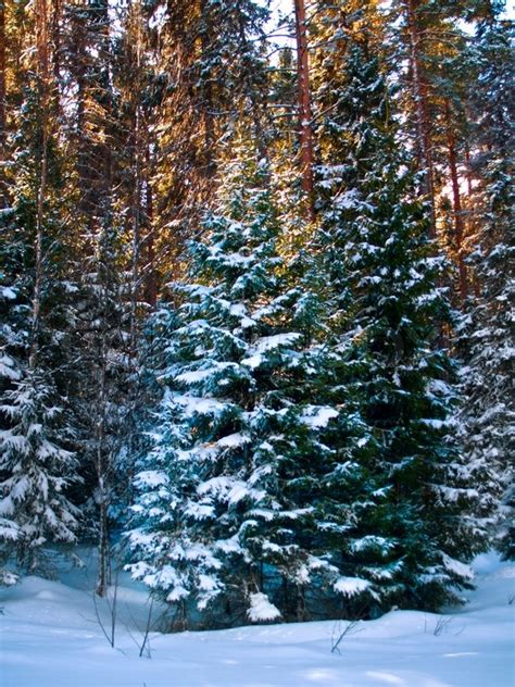 Snow Covered Pine Trees In Winter Stock Image Colourbox
