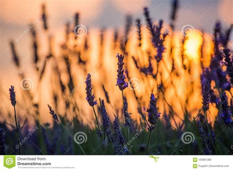 Beautiful Sunset Over Lavender Field At Summer Evening Stock Photo