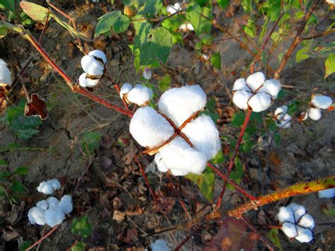 Growing Cotton A Complete Guide On How To Plant Grow And Harvest Cotton