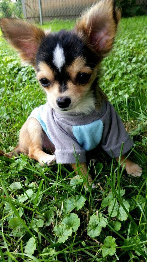 60 Best Small Dog Names The Paws Chihuahua Puppies