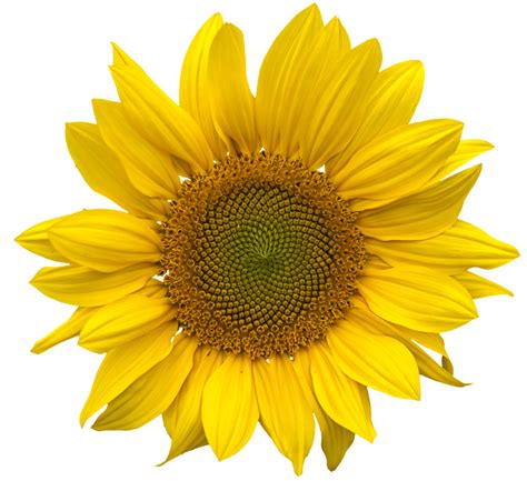 Sunflower Png Images Transparent Free Download