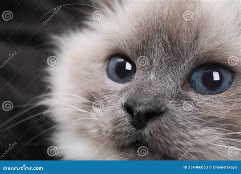 Birman Cat With Beautiful Blue Eyes On Dark Background Closeup Stock