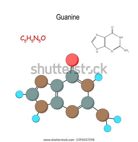 Guanine Chemical Structural Formula Model Molecule 스톡 일러스트 1395037298 Shutterstock