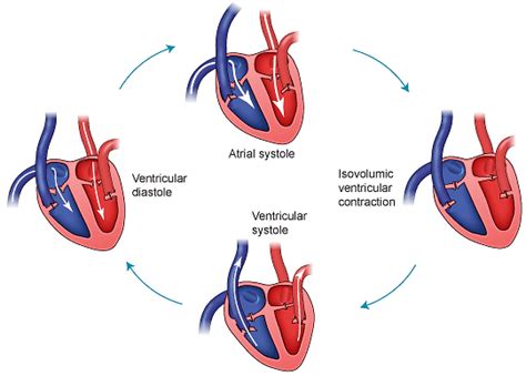 Overview and definition of the cardiac cycle, including phases of systole and diastole, and wiggers diagram. Cardiac cycle phases 11. | Download Scientific Diagram