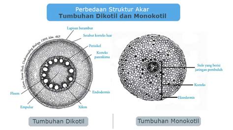 Perbedaan Struktur Akar Tumbuhan Dikotil Dan Monokotil Celebesmedia