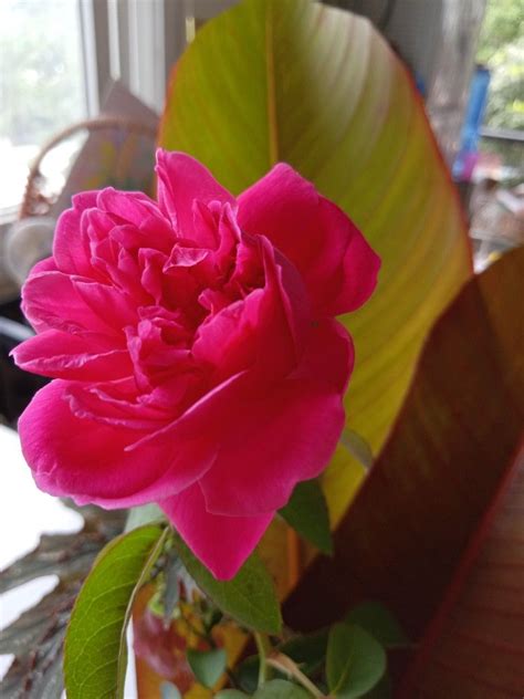 Sweet smelling flowers at night. #sweet smelling pink rose | Rose, Pink rose, Flowers