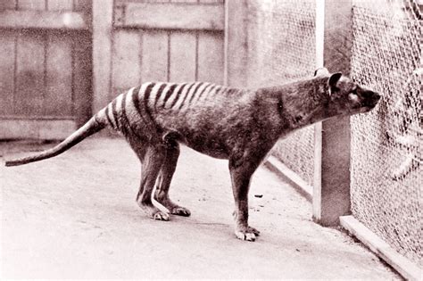 Scientists Might Bring The Tasmanian Tiger Back From Extinction