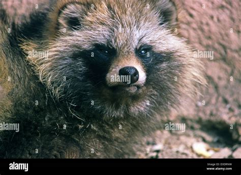 Portrait Of Raccoon Dog Nyctereutes Procyonoides Aka Mangut Tanuki