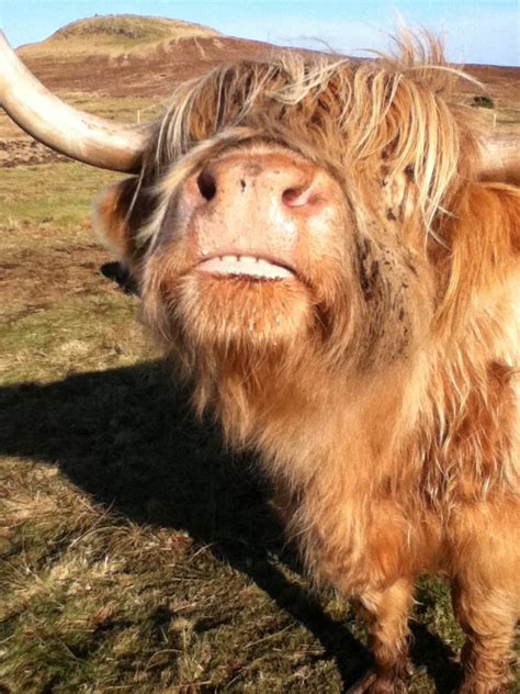 17 Best Images About Scottish Highland Cow On Pinterest Nap Times
