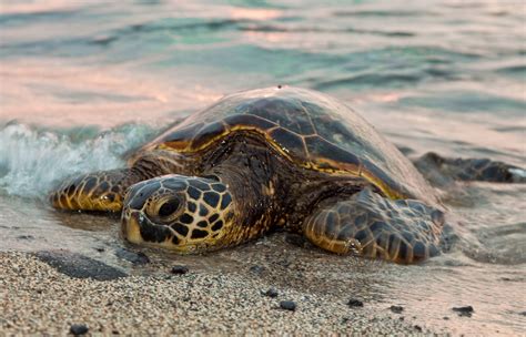 Save The Sea Turtles Baby Sea Turtles Sweet Turtles Green Sea Turtle Turtle Love Ocean Isle