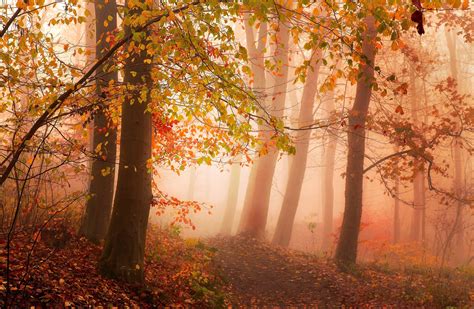 Photography Nature Landscape Morning Mist Sunlight Forest Fall Path Red Leaves Trees Atmosphere