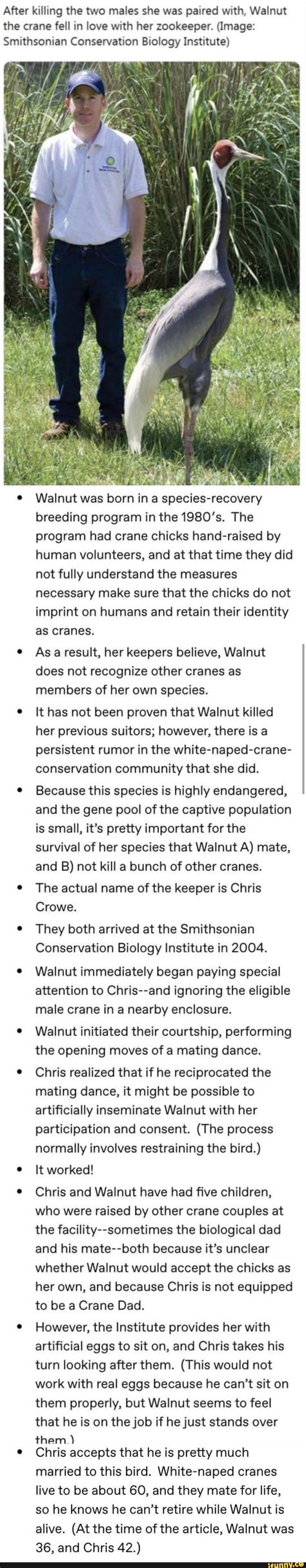 After Killing The Two Males She Was Paired With Walnut The Crane Fell In Love With Her