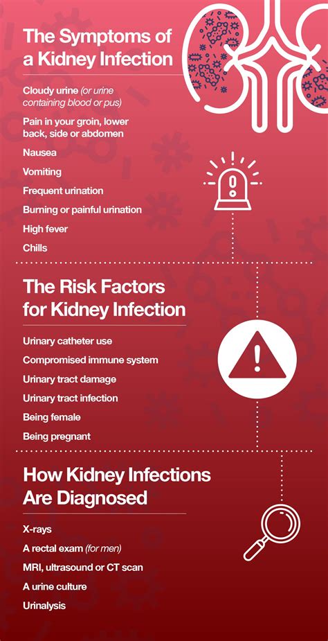 Kidney Infections The Symptoms And Solutions The Amino Company