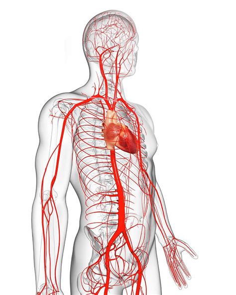 Human Arteries Photograph By Pixologicstudioscience Photo Library