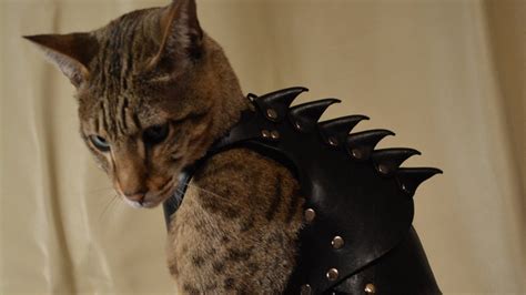 Turn Your Cat Into A Fantasy Warrior With 3d Printed Armor Youtube
