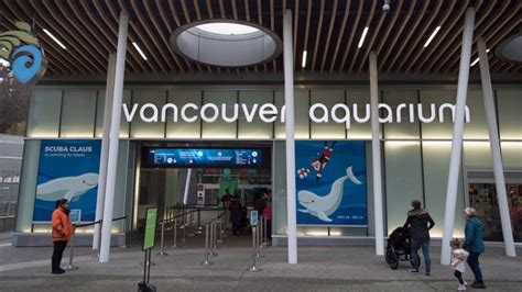 Animal Welfare Groups Slam Vancouver Aquarium After Second Beluga Dies