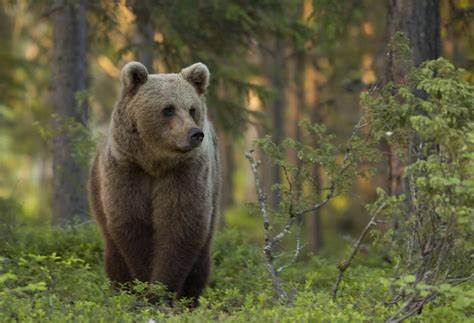 Photographing The Brown Bear In Finland Ephotozine