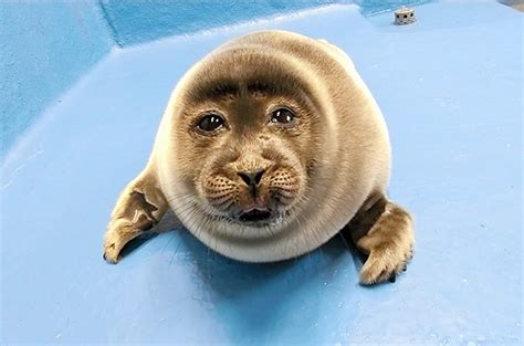 Seal Cub Named Niko That Looks Almost Human Makes Its Debut The Asahi