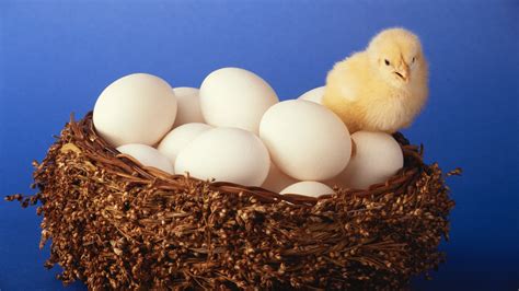 What Chickens Lay White Eggs Top 5 Breeds The Poultry Feed