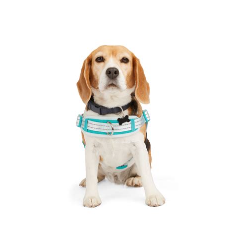 EveryYay Easy On Training Dog Harness, Blue, Medium | Petco