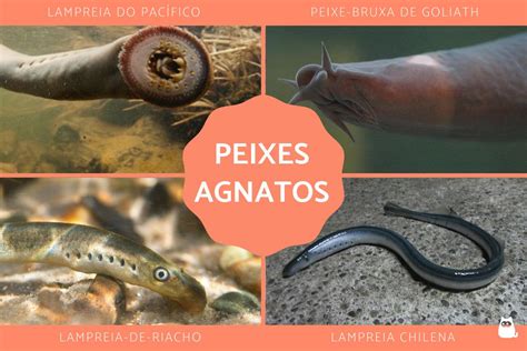 Peixes Agnatos Ou Sem Mandíbula Características E Exemplos Com Fotos