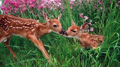 Spring Baby Animals Desktop Wallpapers 48 Images