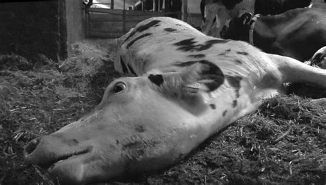 Horrific Abuse Of Cows At Largest Dairy Farm Filmed