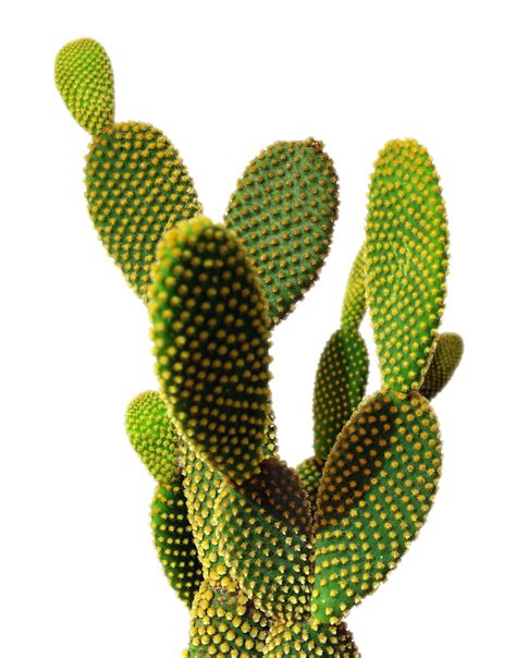 Cactus Png Image Transparent Image Download Size 771x983px