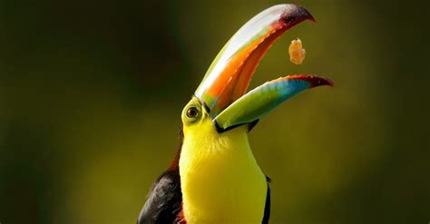 Keel Billed Toucan Bird Facts Ramphastos Sulfuratus A Z Animals