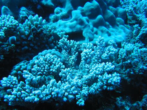 Characterizing The Microbial Communities Of Caribbean Corals