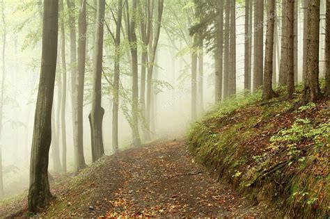 Path In Early Autumn Forest On A Foggy Morning — Stock