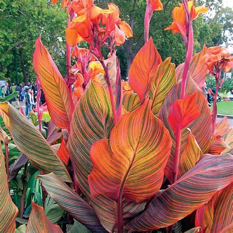 Canna Tropicanna Bulb Wayside Gardens Bulb Flowers Tropical