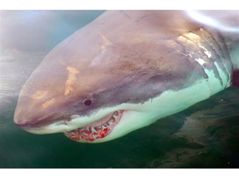 Shes Ba Aack 16 Foot Great White Shark Mary Lee Returns To Virginia