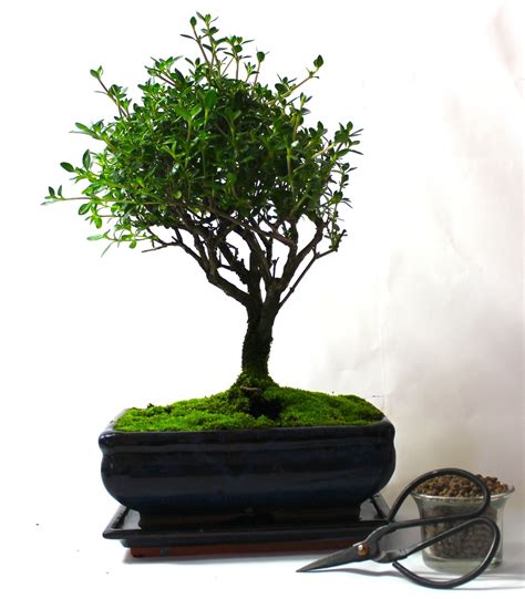 If your bonsai tree is struggling, you may be able to revive it. Large Serrisa flowering Bonsai Tree Broom Style - Care set ...