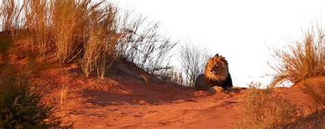 kgalagadi transfrontier park safari south africa guide 2024