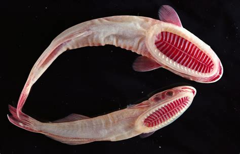 Bizarre Deep Sea Creatures Gallery Ebaums World