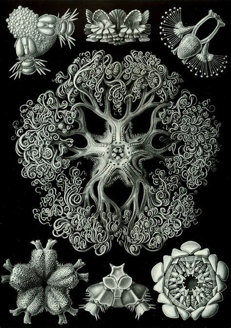 Unus Mundus Ernst Haeckel