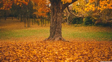 Autumn Trees Desktop Wallpapers Top Free Autumn Trees Desktop Backgrounds Wallpaperaccess