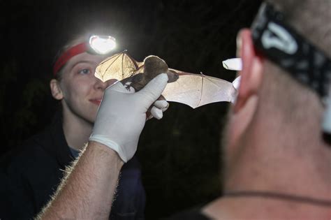 Chasing Echoes Are Humans Scaring Bats To Death Ier Indiana